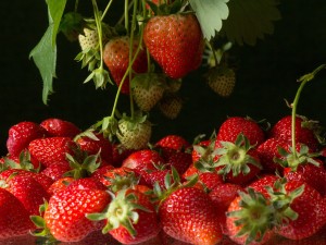 strawberries-764708_1280.jpg