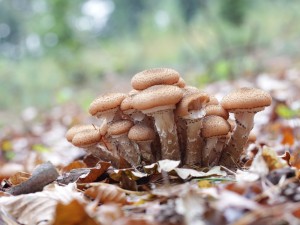 armillaria-ostoyae-3734800_1280.jpg